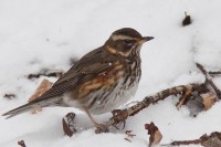 Tordo sassello	Turdus iliacus	Redwing