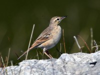 Calandro	Anthus campestris	Tawny Pipit