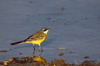 Cutrettola	Motacilla flava	Yellow Wagtail