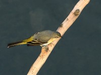 Ballerina gialla	Motacilla cinerea	Grey Wagtail