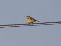 Pispola	Anthus pratensis	Meadow Pipit