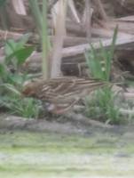 Pispola golarossa	Anthus cervinus	Red-throated Pipit