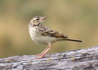 Prispolone	Anthus trivialis	Tree Pipit