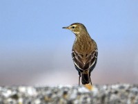 Spioncello	Anthus spinoletta	Water Pipit