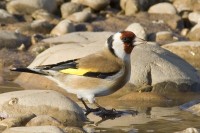 Cardellino	Carduelis carduelis	European Goldfinch