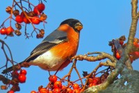 Ciuffolotto	Pyrrhula pyrrhula	Eurasian Bullfinch