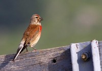 Fanello	Linaria cannabina	Linnet