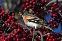 Peppola	Fringilla montifringilla	Brambling