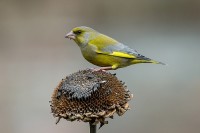 Verdone	Chloris chloris	European Greenfinch