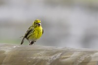 Verzellino	Serinus serinus	European Serin