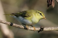 Luì verde	Phylloscopus sibilatrix	Wood Warbler