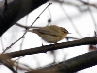 Luì piccolo	Phylloscopus collybita	Common Chiffchaff