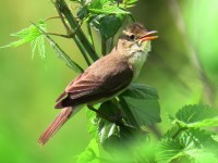 Canapino comune	Hippolais polyglotta	Melodious Warbler