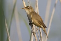 Cannaiola comune	Acrocephalus scirpaceus	Reed Warbler