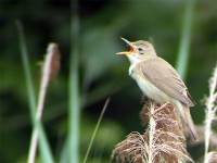 Cannaiola verdognola	Acrocephalus palustris	Marsh Warbler