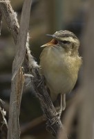 Forapaglie comune	Acrocephalus schoenobaenus	Sedge Warbler