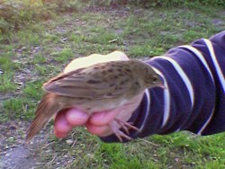 Forapaglie macchiettato	Locustella naevia	Grasshopper Warbler