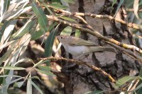 Luì bianco	Phylloscopus bonelli	Western Bonelli's Warbler