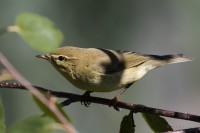 Luì grosso	Phylloscopus trochilus	Willow Warbler