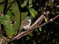 Bigiarella	Sylvia curruca	Lesser Whitethroat