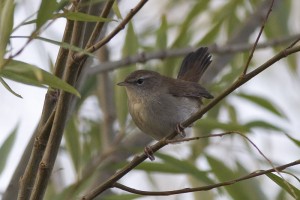 Usignolo di fiume	Cettia cetti	Cetti's Warbler