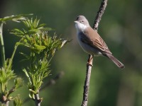 Sterpazzola	Sylvia communis	Common Whitethroat