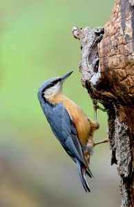 Picchio muratore	Sitta europaea	Eurasian Nuthatch