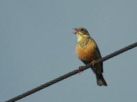 Ortolano	Emberiza hortulana	Ortolan Bunting