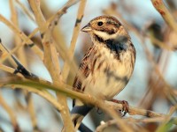 Migliarino di palude	Emberiza schoeniclus	Reed Bunting