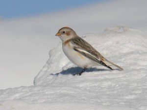 Zigolo delle nevi	Plectrophenax nivalis	Snow Bunting