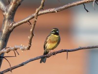 Zigolo nero	Emberiza cirlus	Cirl Bunting