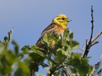 Zigolo giallo	Emberiza citrinella	Yellowhammer