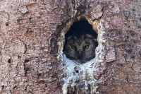 Civetta capogrosso	Aegolius funereus	Tengmalm's Owl