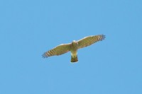 Astore	Accipiter gentilis	Northern Goshawk