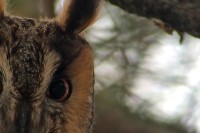 Gufo comune	Asio otus	Long-eared Owl