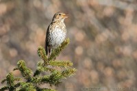 Tordo bottaccio	Turdus philomelos	Song Thrush