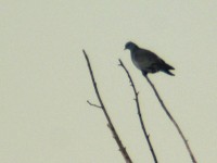 Colombella	Columba oenas	Stock Dove