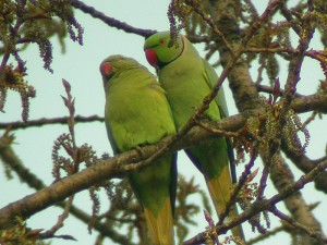 Parrocchetto dal collare	Psittacula krameri	Rose-ringed Parakeet