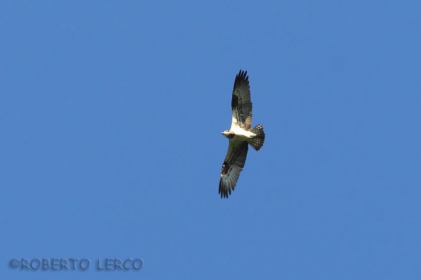 Falco_pescatore_Pandion_haliaetus