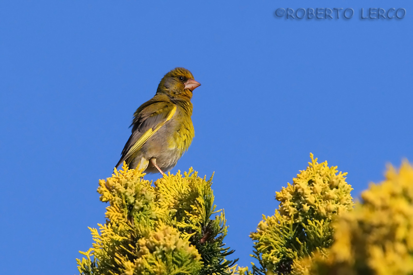 Verdone_Carduelis_chloris