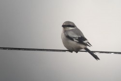 Averla maggiore	Lanius excubitor	Great Grey Shrike