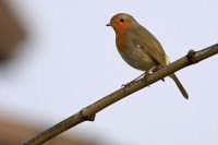 Pettirosso	Erithacus rubecula	European Robin