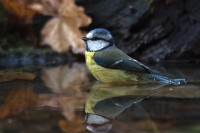 Cinciarella	Cyanistes caeruleus	Blue Tit