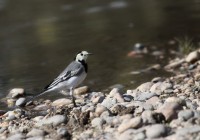 Ballerina bianca	Motacilla alba	White Wagtail