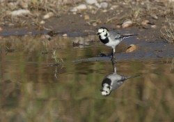 Motacillidae