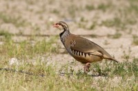 Pernice rossa	Alectoris rufa	Red-legged Partridge