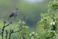 Bigia padovana	Sylvia nisoria	Barred Warbler