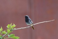 Codirosso spazzacamino	Phoenicurus ochruros	Black Redstart