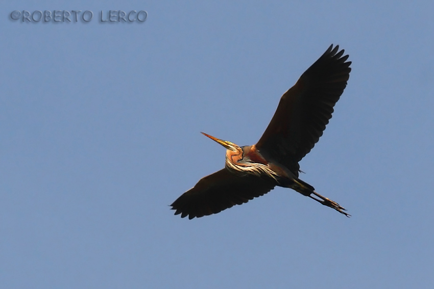 Airone_rosso_Ardea_purpurea2