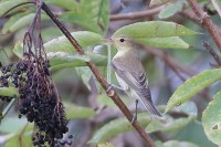 Canapino maggiore	Hippolais icterina	Icterine Warbler